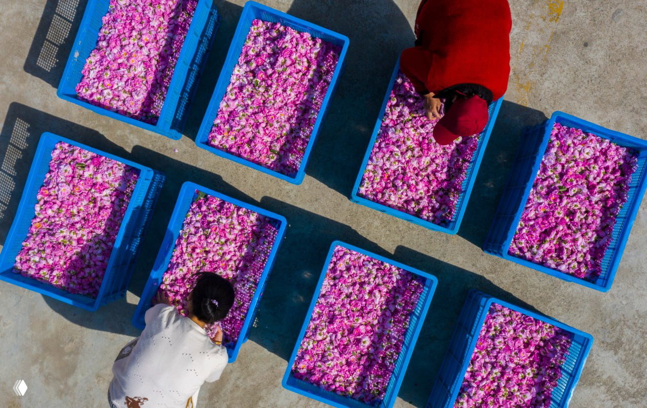 Китай, Хайань: рабочие упаковывают лепестки роз