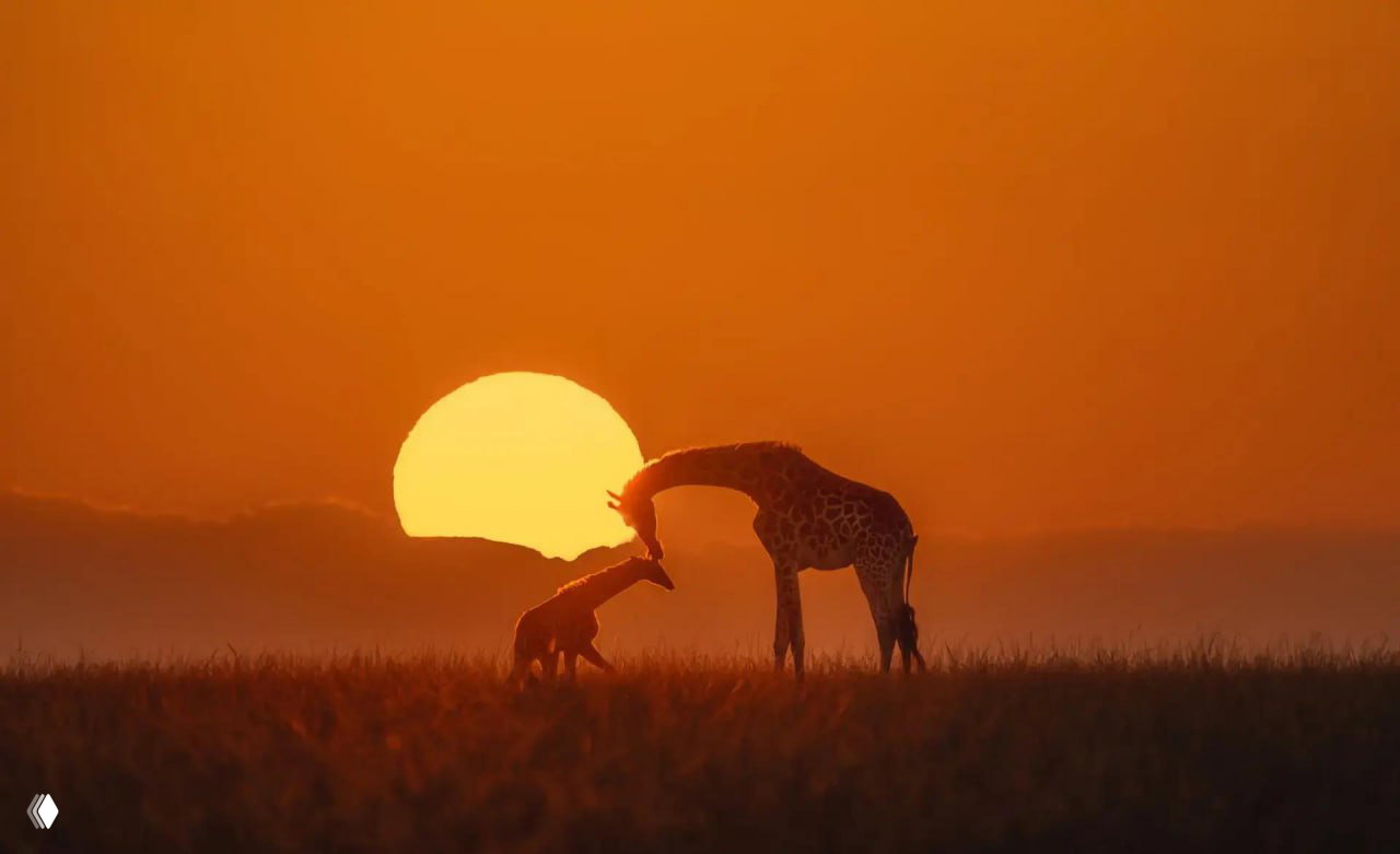 Фото‑финалист The Nature Photography Contest 2025