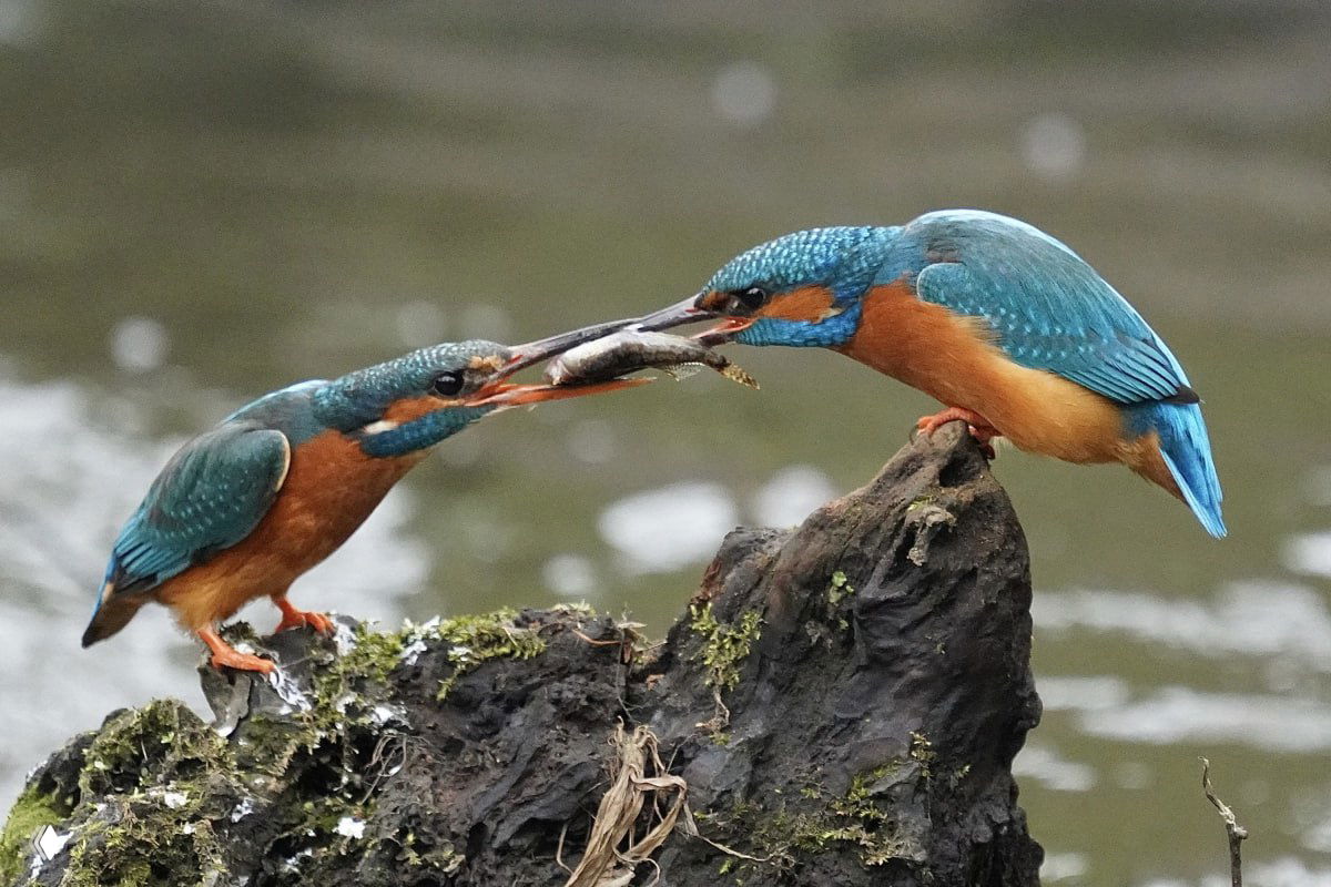 Великобритания, Саутгемптон: зимородки с рыбой