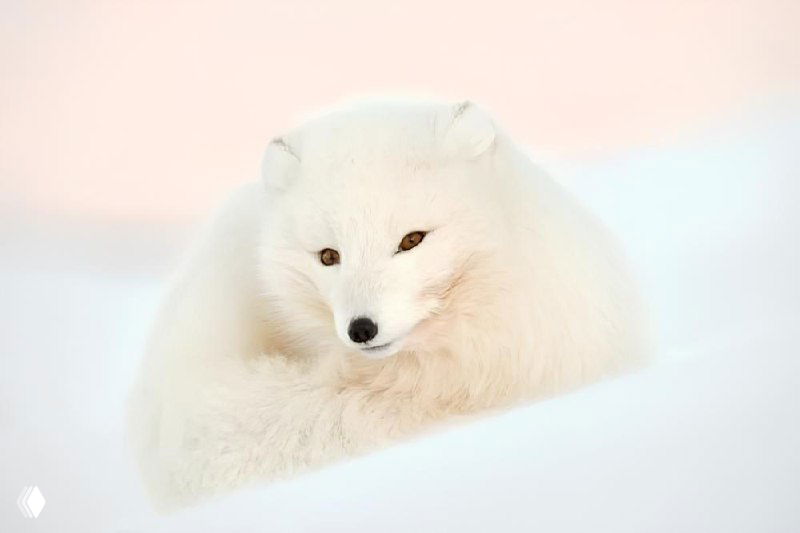 Арктическая белая лисица, свернувшаяся в снегу: белоснежный мех и нежный розовый свет на фоне, минималистичный зимний портрет; финалист CUPOTY 2025.