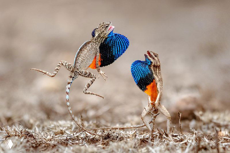 Две маленькие ящерицы с развернутыми яркими горловыми мешками в ритуальном танце — динамичная макросъёмка текстуры и цвета; финалист CUPOTY 2025.