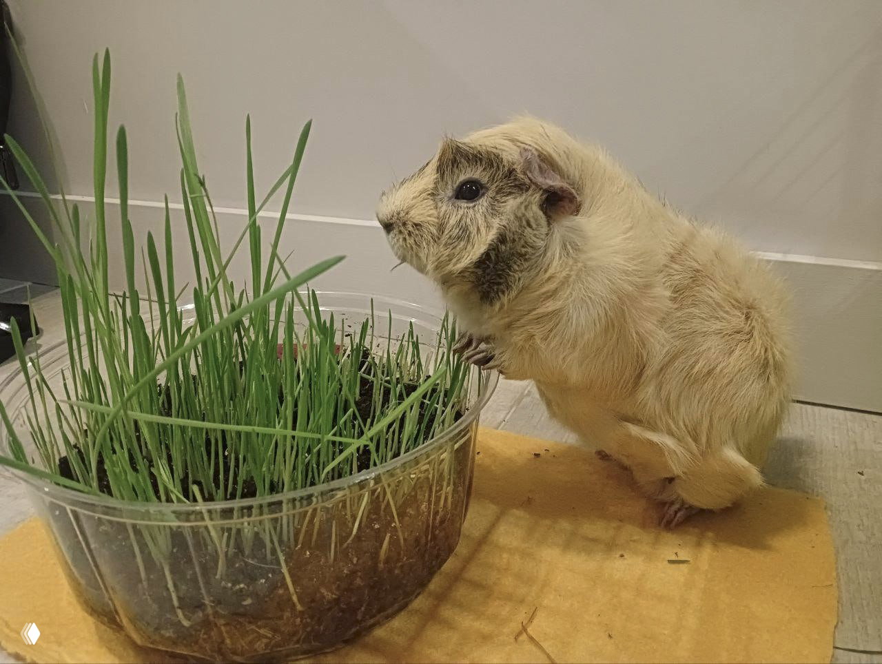 В Сколтехе создали дейтерированную морскую свинку