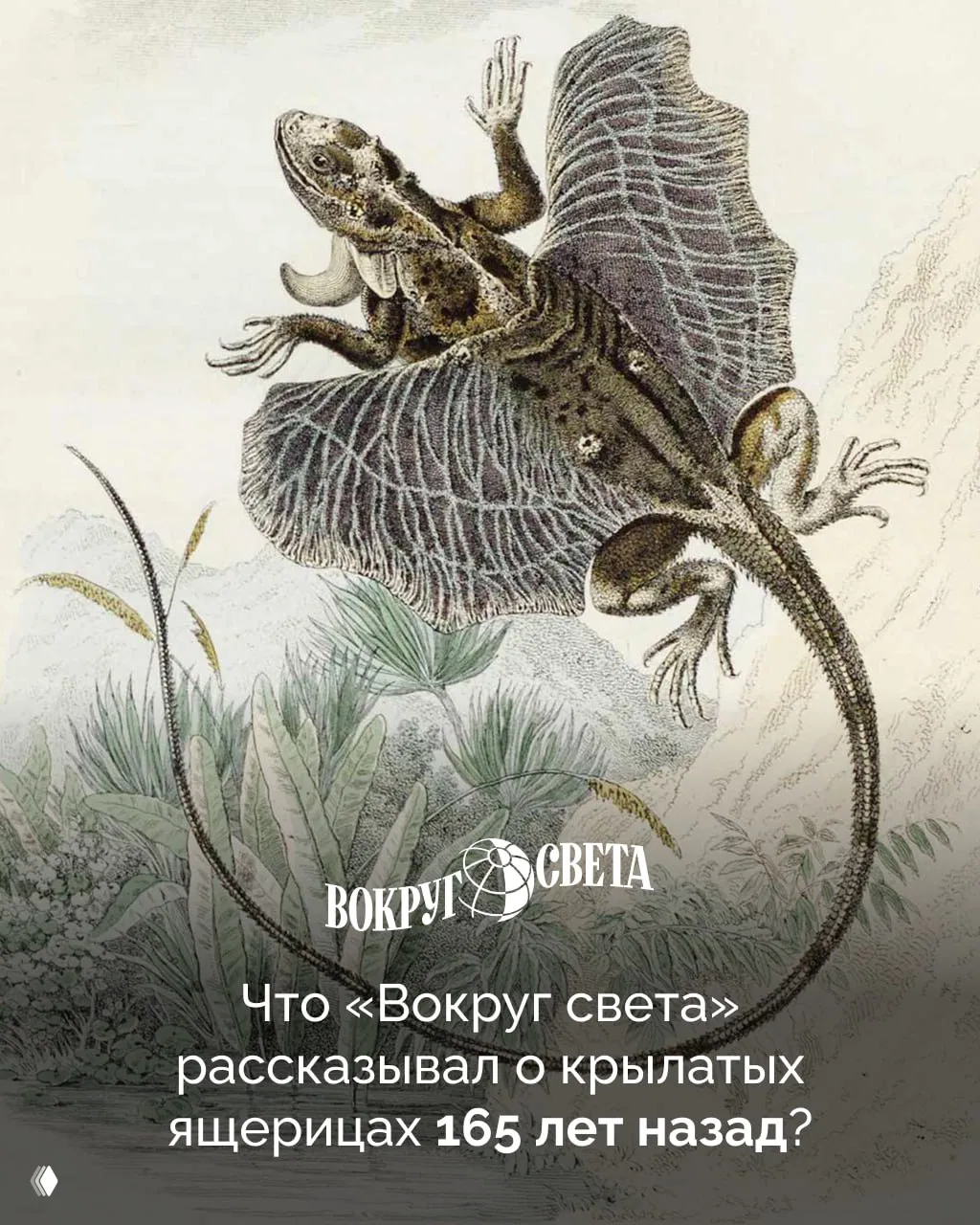 Что писали о крылатых ящерицах 165 лет назад