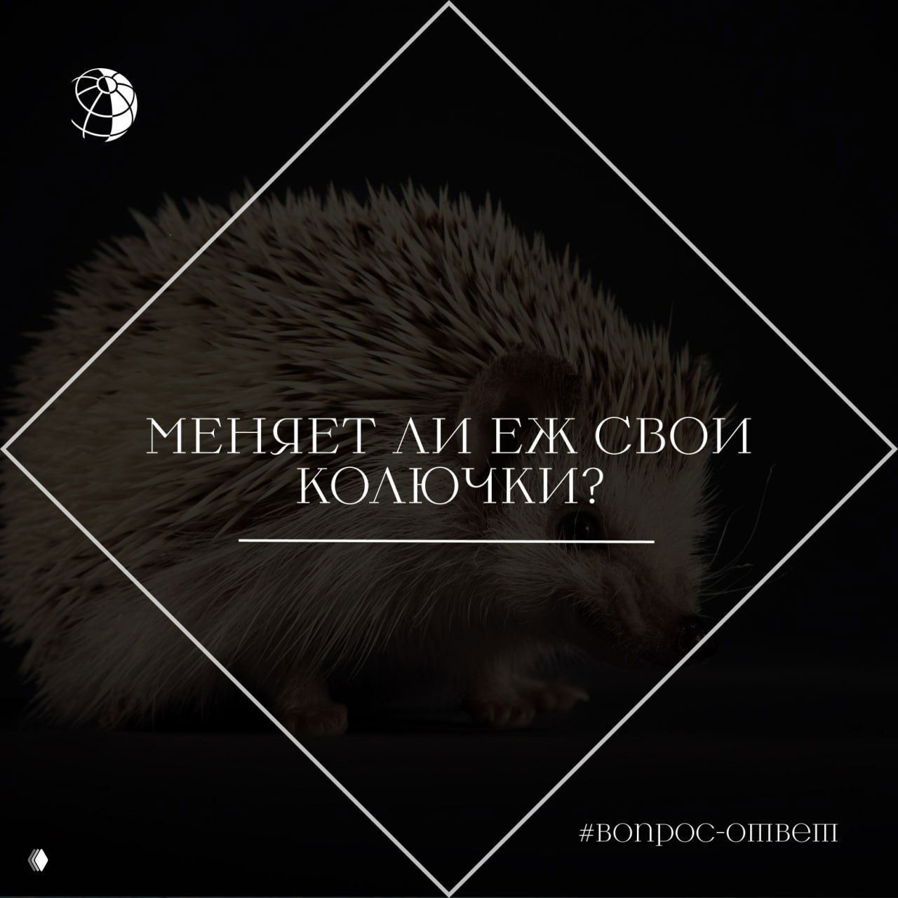 Меняет ли еж свои колючки?