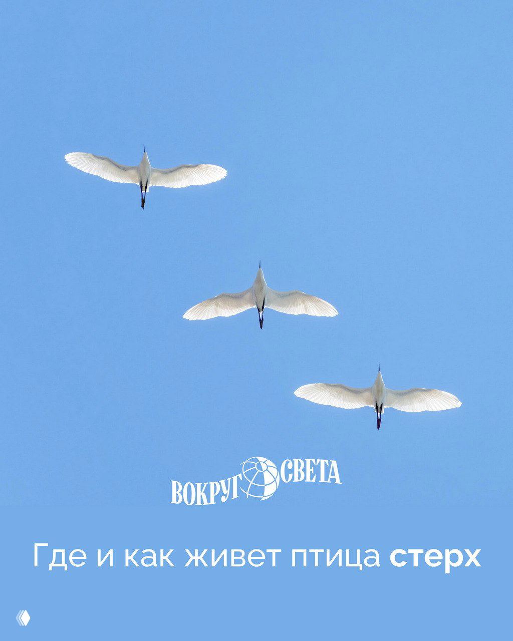 Редкий журавль: где и как живет птица стерх