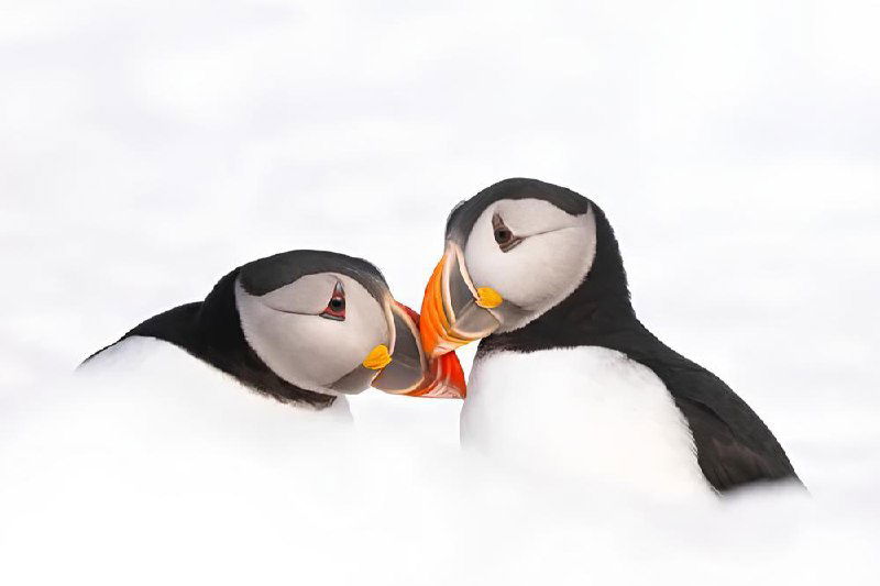 Два тупика в снегу, близкий кадр: контрастные клювы и взаимное поведение птиц на белом фоне, интимный зимний портрет; финалист CUPOTY 2025.