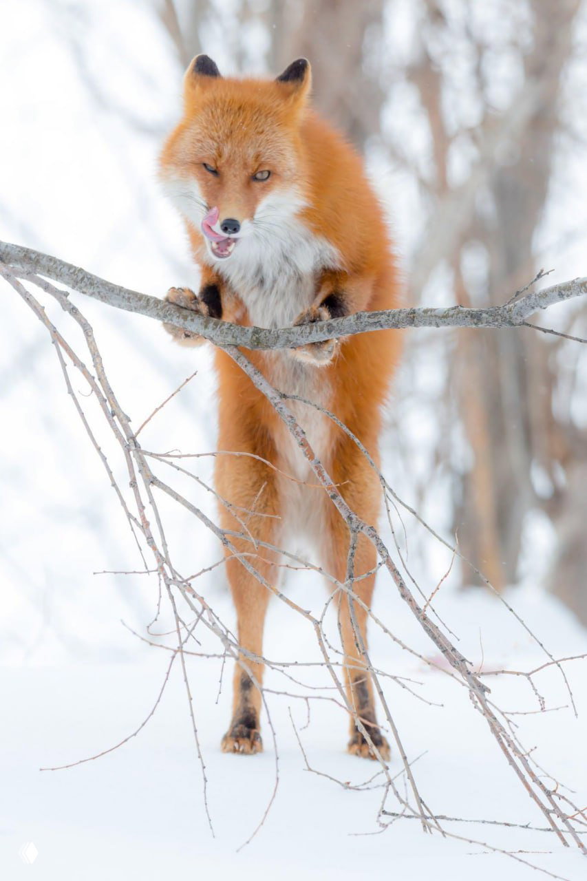 Финалист Comedy Wildlife Photography Awards 2018