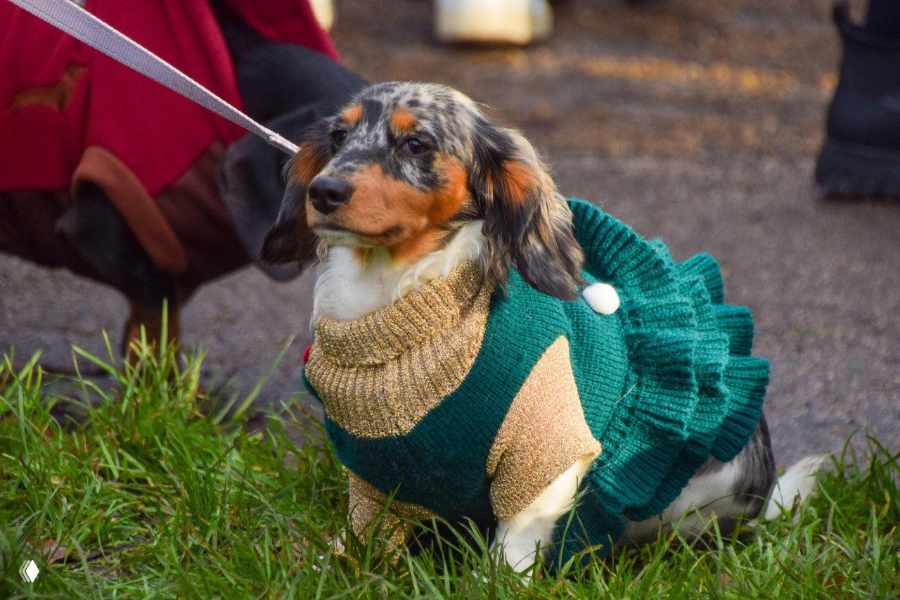 Такса с пёстрым окрасом в зелёном платье‑свитере сидит на траве рядом с хозяевами на мероприятии Hyde Park Sausage Dog Walk.