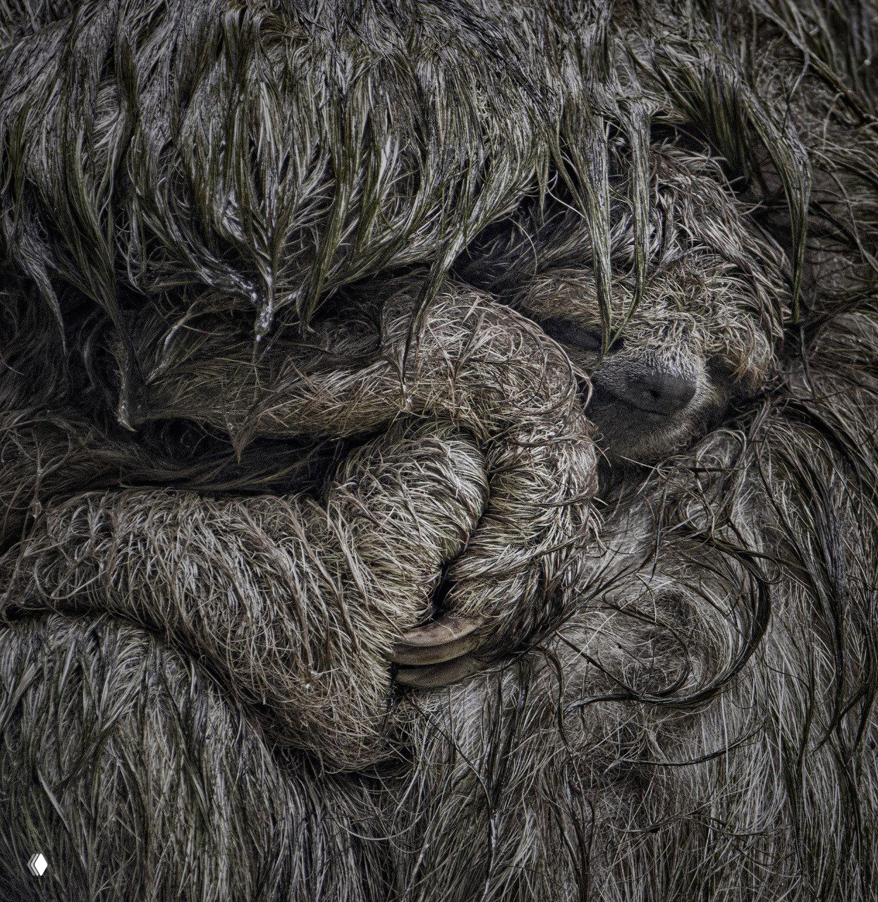 Финалист «Млекопитающие» Nature Photographer of the Year 2025