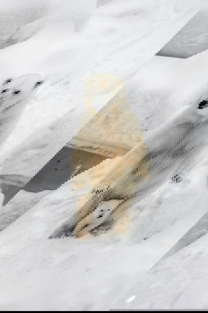 В Новосибирском зоопарке родился белый медвежонок