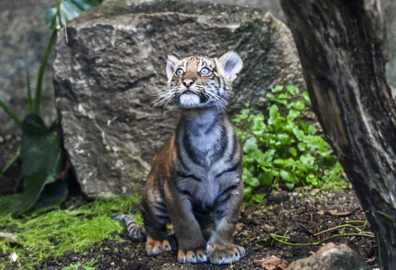 Маленькая тигрица сидит на земле и пристально смотрит вверх, крупный портрет детёныша в естественной обстановке вольера берлинского зоопарка.