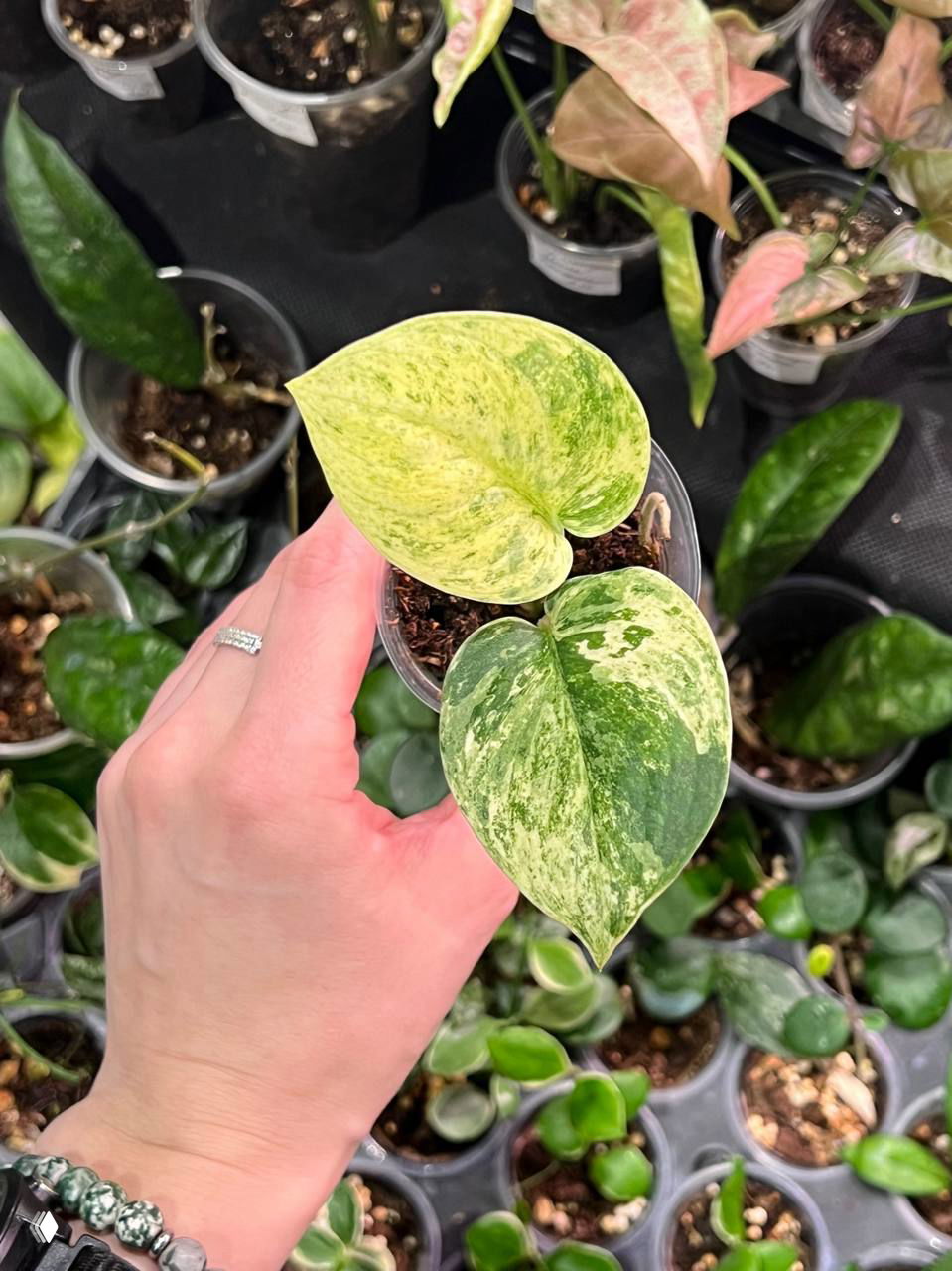 Крупный план двух вариегатных листьев в маленьком горшке: четкая контрастная мраморная окраска, руки держат растение над витриной с горшками.