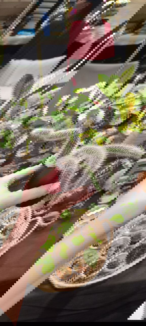 Кактус «Обезьяний хвост» на столе участника