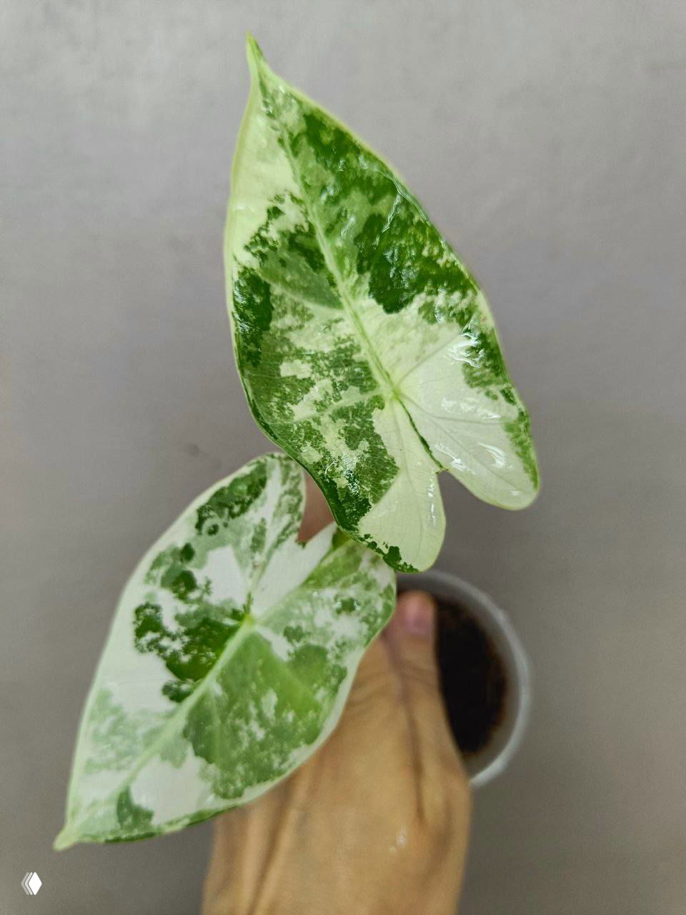 Надежда на GreenMarket — декоративные растения (28 фев, 8 мар)