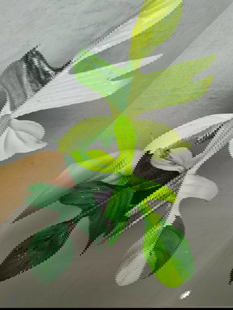 Длинный резной лист и несколько зелёных листьев в руках — комбинированные вариегатные экземпляры декоративных растений, вид сверху.