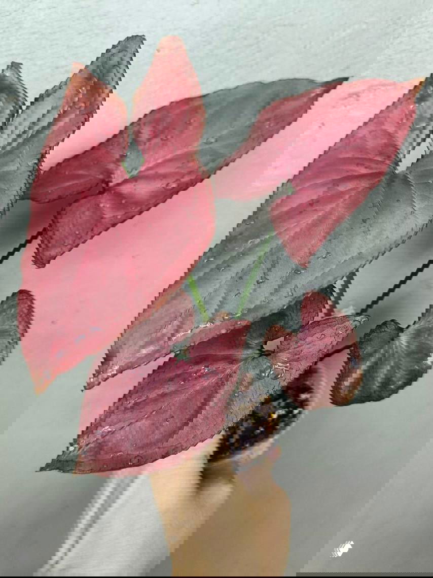 Розово-бордовые сердцевидные листья комнатного растения в пластиковом стаканчике, покрытые каплями воды, крупный план.