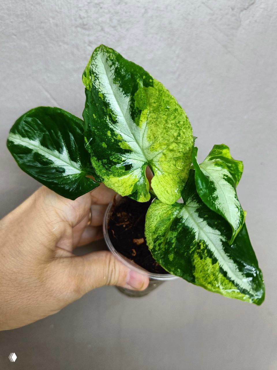 Несколько зелено-жёлтых вариегатных листьев в руках продавца, подчёркивающих разнообразие декоративно-лиственных растений на выставке.