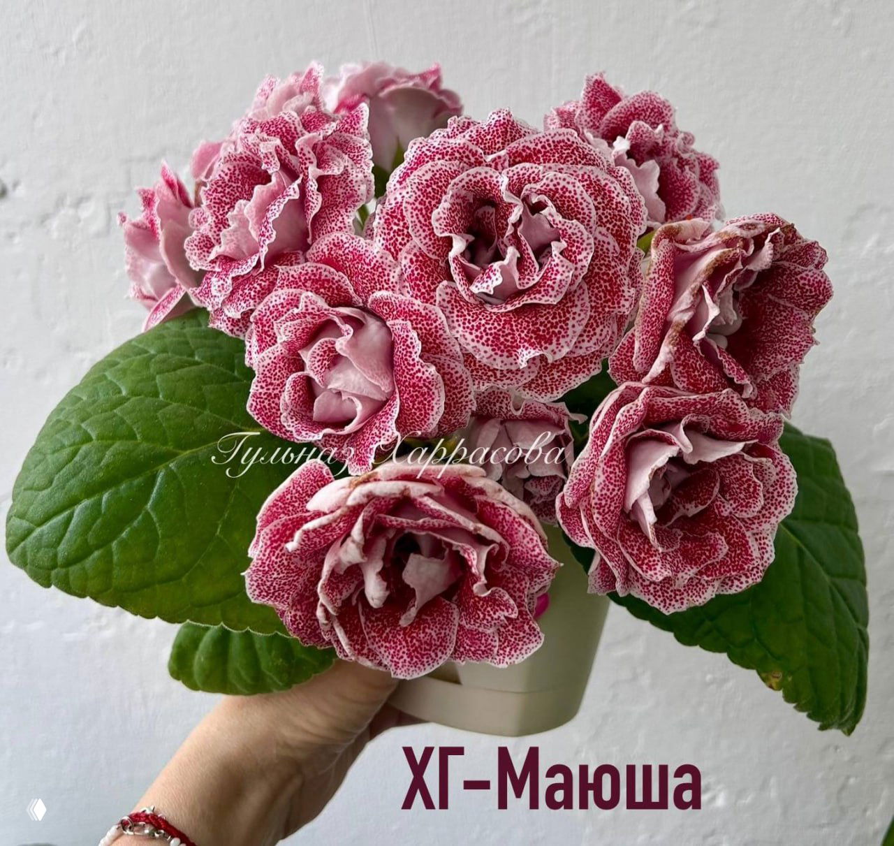 Гульназ и глоксинии на GreenMarket