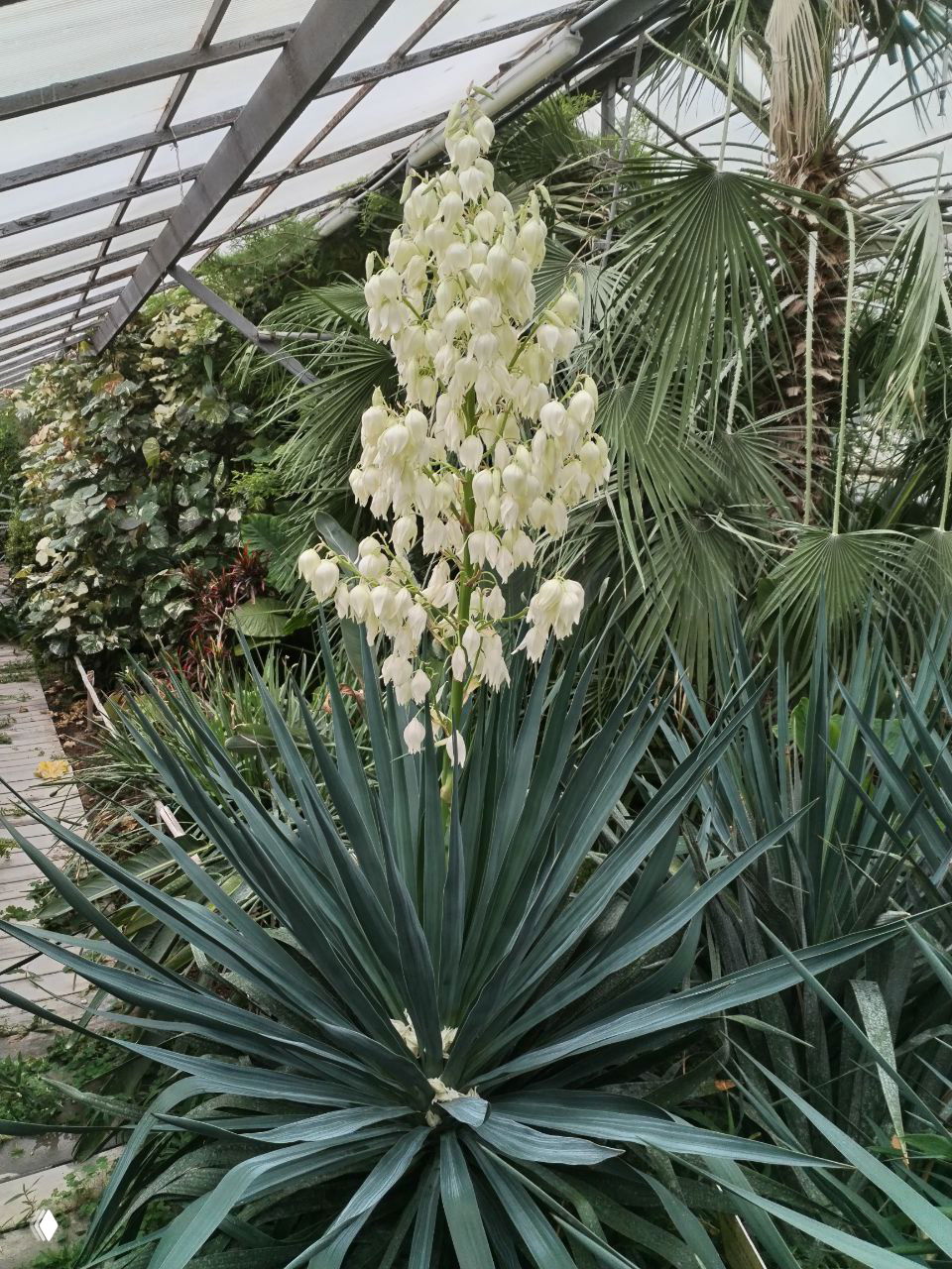 Интерьер оранжереи с крупной юккой, высоким белым соцветием и тропическими листьями и пальмами вокруг, вид по дорожке.
