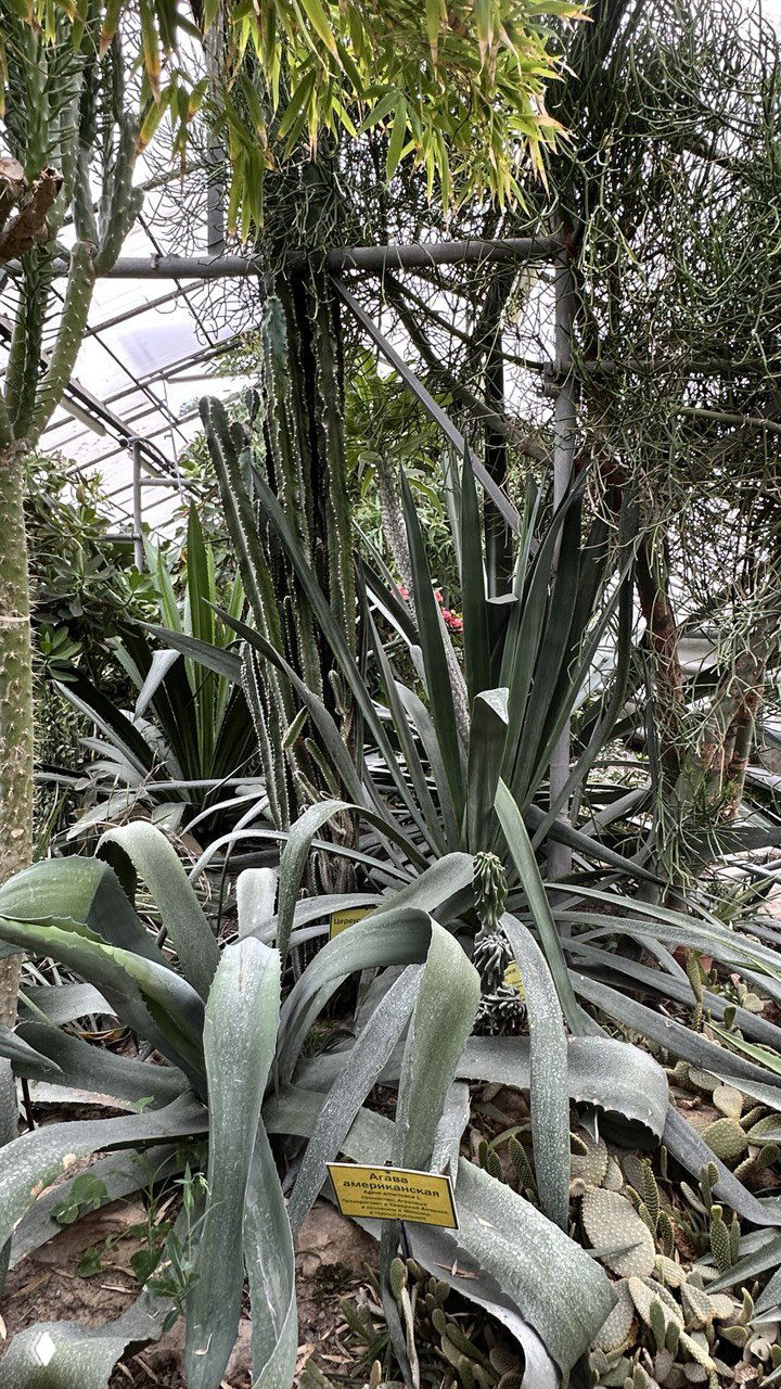 Участок суккулентного отделения в оранжерее: агавы, колонновидные кактусы и крупные листья с табличкой-обозначением вида на переднем плане.