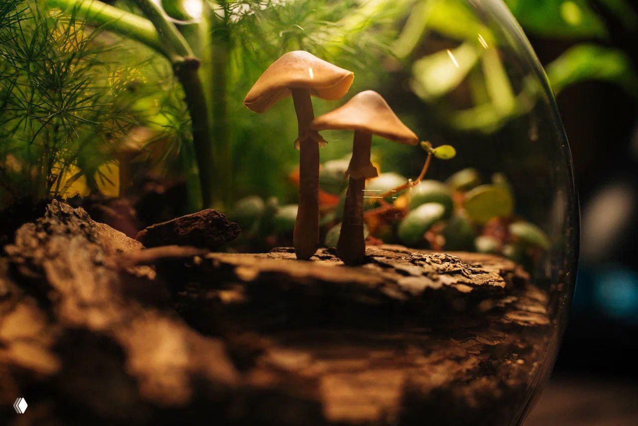 Небольшие декоративные грибы в миниатюрном террариуме на коре и грунте, тёплый рассеянный свет создаёт атмосферу сказочного леса для подоконника.
