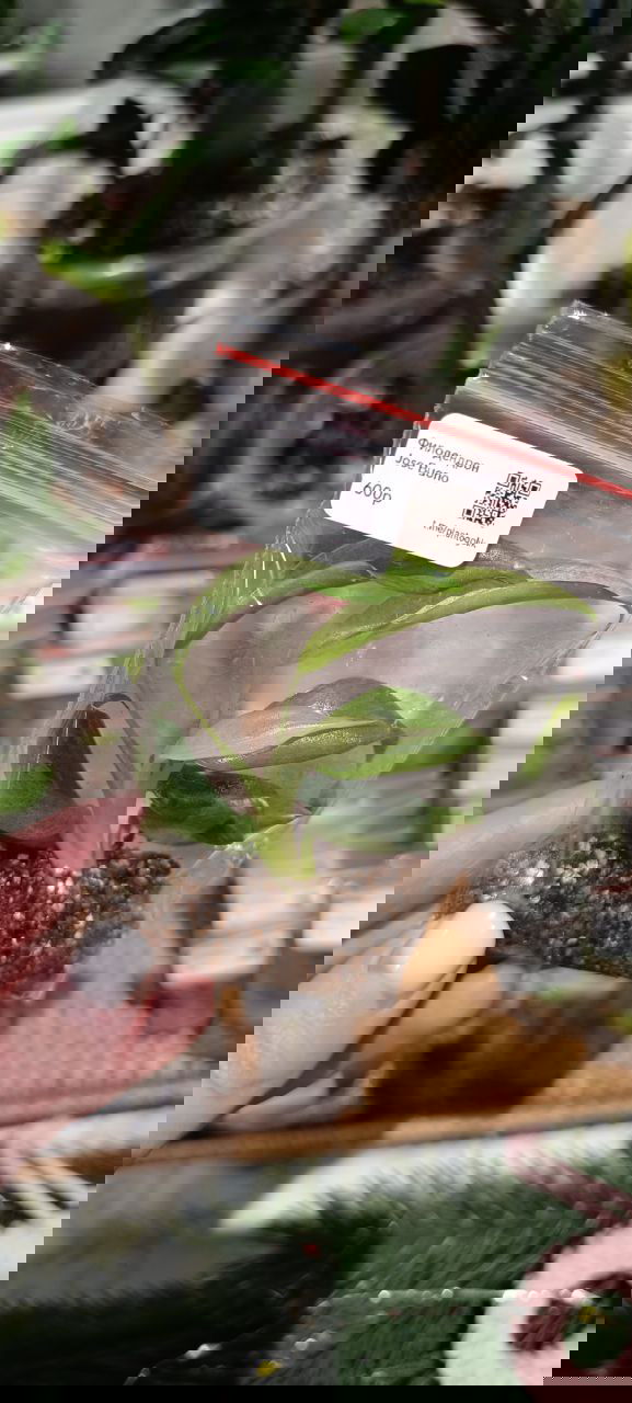 Небольшой листовой черенок-клон в зип-пакете с вермикулитом, видна наклейка с ценой и ярлыком, фон — другие растения на столе.