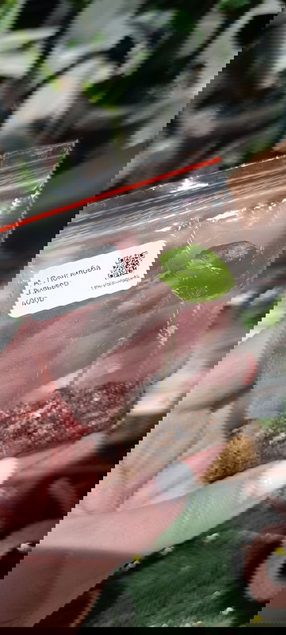 Крошечный саженец-клон в прозрачном пакете, часть листа и стебля видны через пластик, субстрат — вермикулит, руки держат пакет аккуратно.