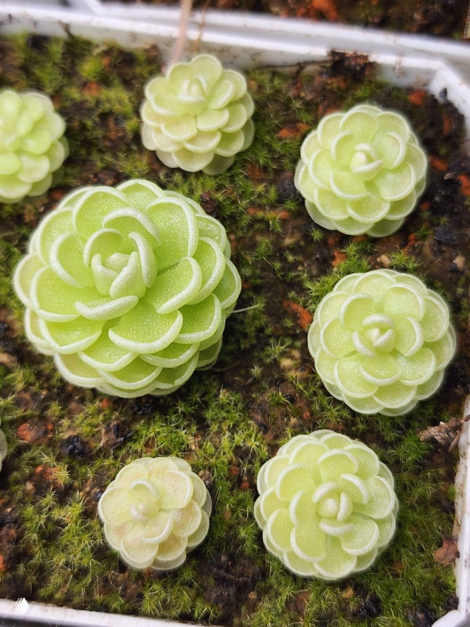 Крупный план светло‑зелёных розеток хищного растения на мховой подложке; видны капельки влаги и текстура листьев в контейнере.