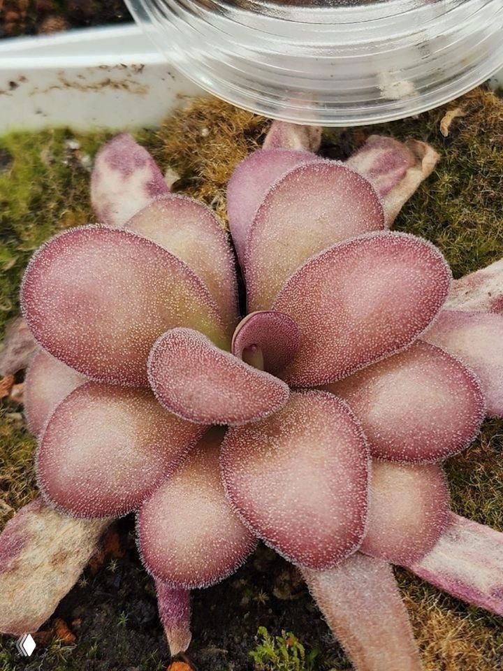 Крупный план пурпурной розетки хищного растения с бархатистой поверхностью листьев и капельками влаги, съёмка в питомнике.