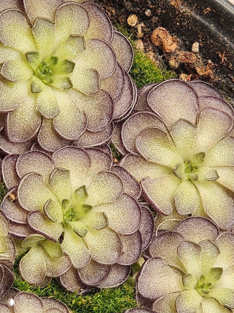 Групповая посадка розеточных хищных растений с серебристо‑зелёной окраской и капельчатой поверхностью листьев на моховом субстрате.