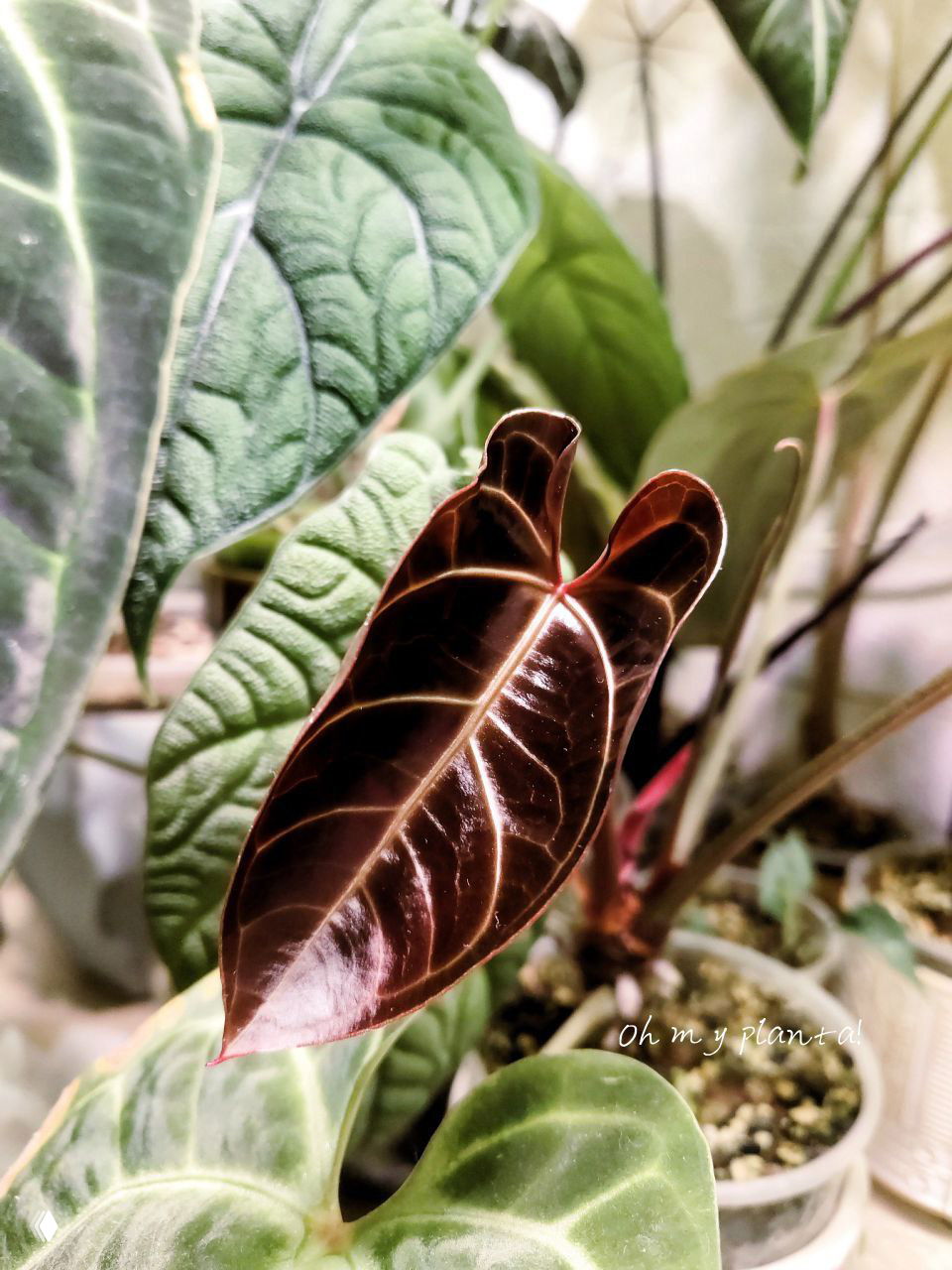 Таня и её коллекция растений на GreenMarket