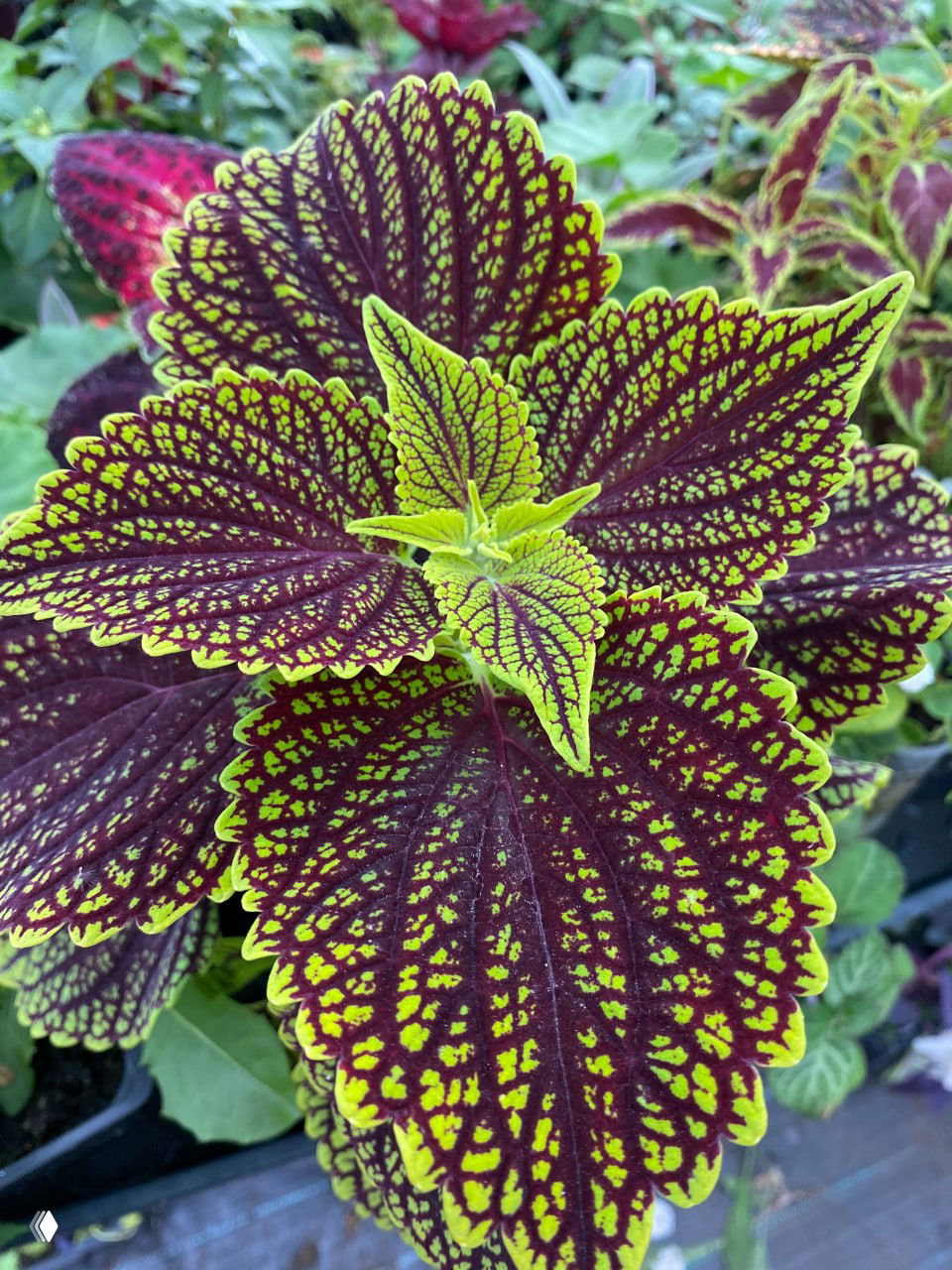 Растения для контейнерного озеленения — 6–7 марта