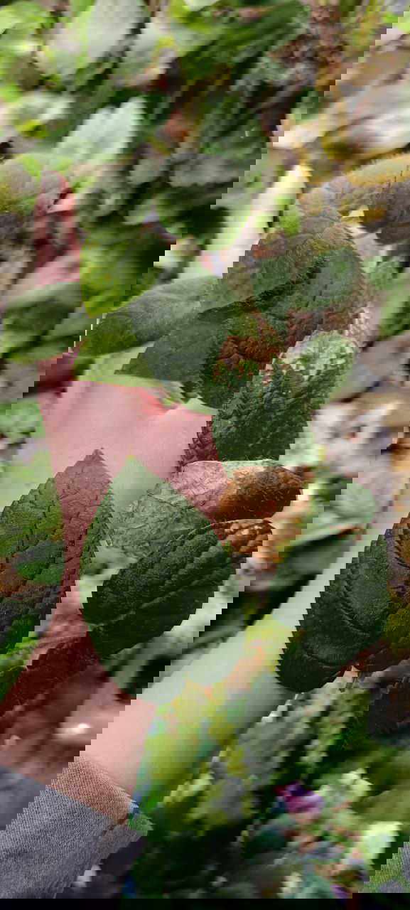 Подборка нестандартных растений: волосатый фикус