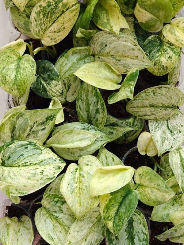 Динара с хойями и сциндапсусами на GreenMarket