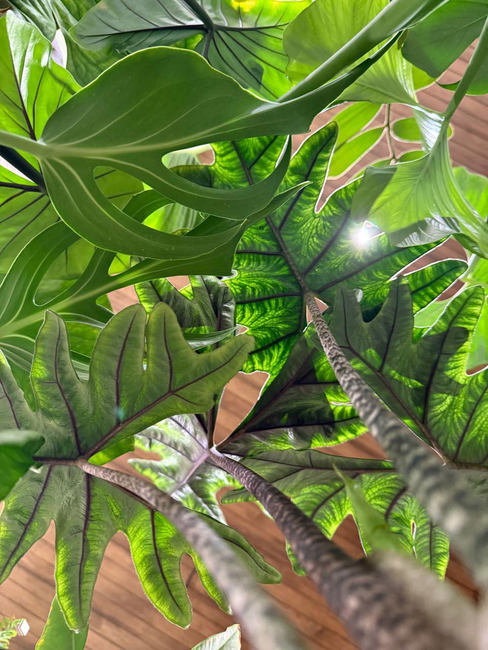 Конечно же ароидные! GreenMarket Казань