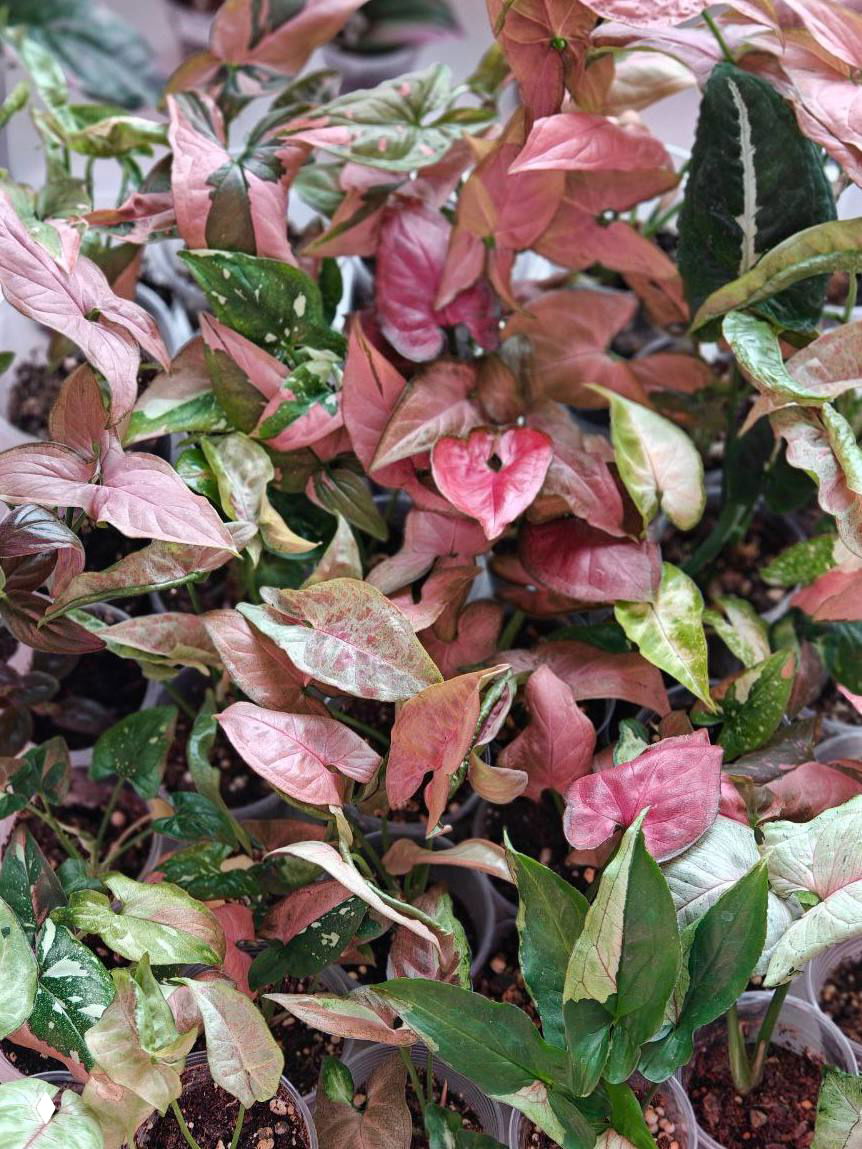 Розово-зелёные и зелёные листья сингониумов крупным планом — разнообразие оттенков коллекции, предлагаемой на GreenMarket Динарой.