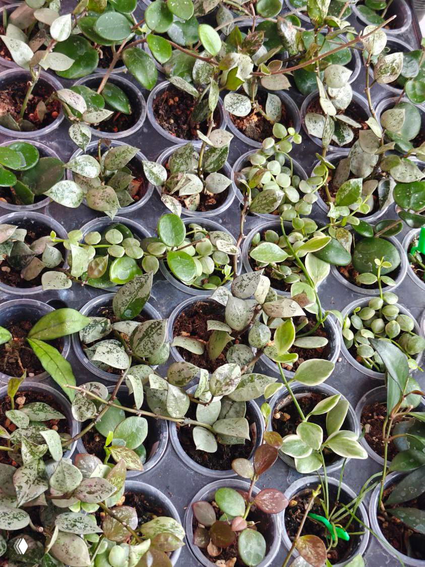 Вид сверху на множество маленьких горшков с черенками и молодыми растениями (хойи, пеперомии и другие) — ассортимент для продаж на маркете.