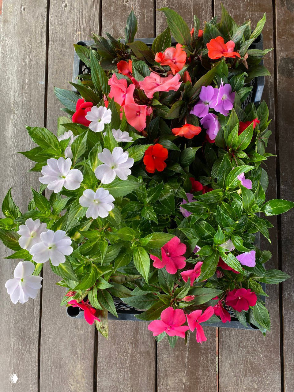 Ящики с расадой бальзамина новогвинейского в разных цветах — многоцветная посадка для балконов и контейнеров на выставке растений.