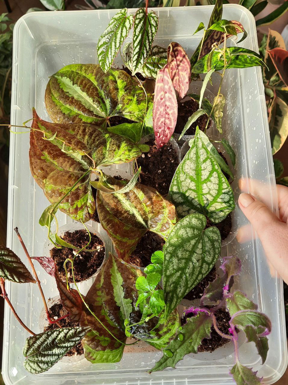 Светлана: коллекция растений на GreenMarket (6–7 марта)