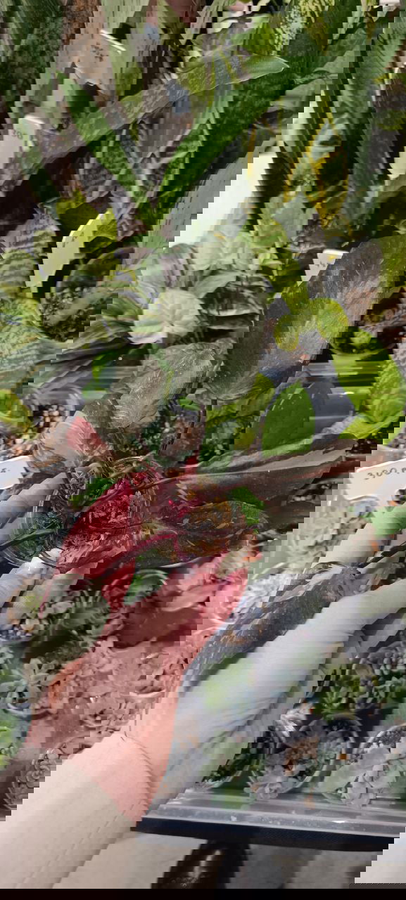 Разнообразие филодендронов