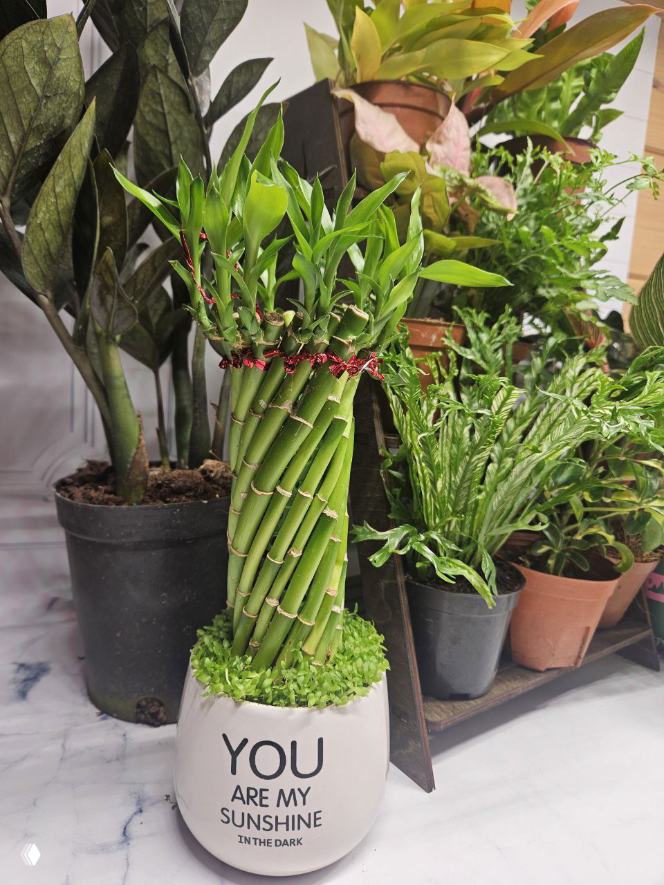 Озеленить комнату одним горшочком