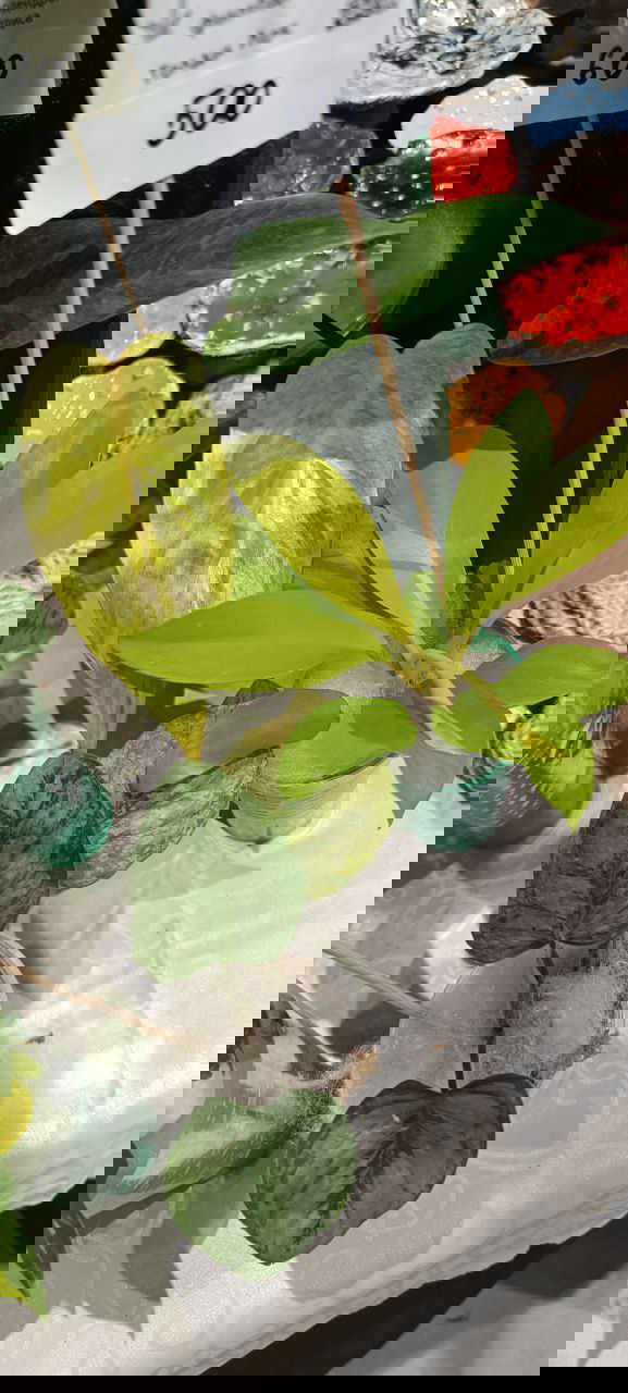 Несколько растений филодендронов с ценниками, зелёные и лаймово-жёлтые листья, демонстрация сортов на прилавке ярмарки