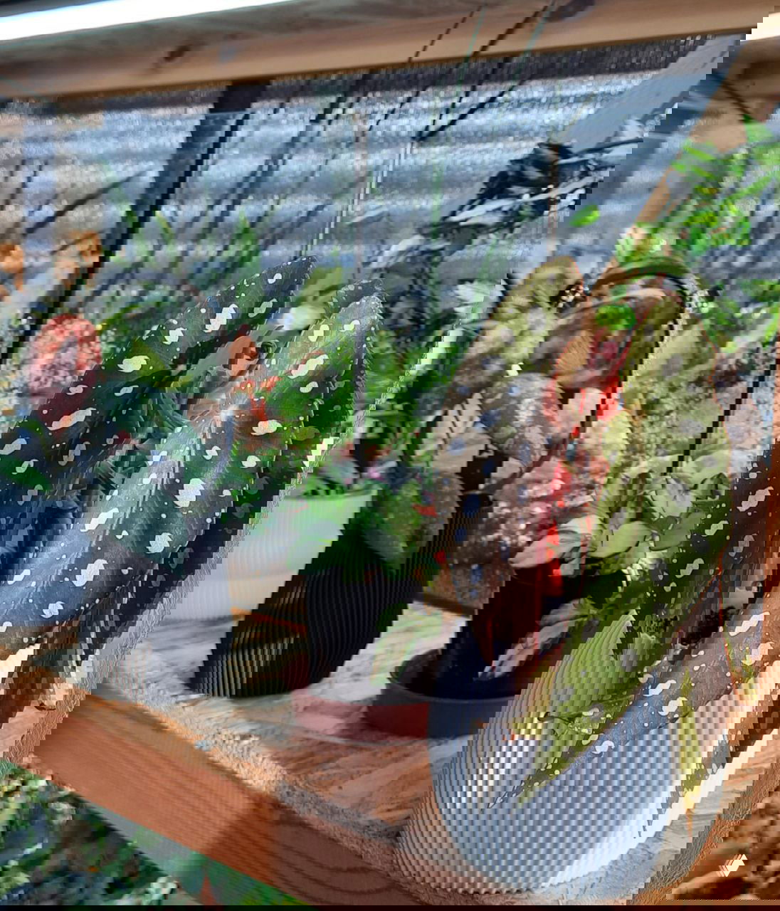 Полка со декоративными горшочными растениями в стенде: заметна бегония с белыми пятнами и другие комнатные декоративные виды.