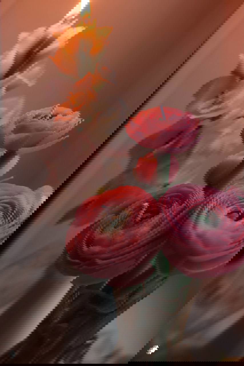 Горящая высокая свеча и букет розовых ранункулюсов в вазе на фоне тёплого рассеянного света — романтичная интерьерная сцена с акцентом на уют.