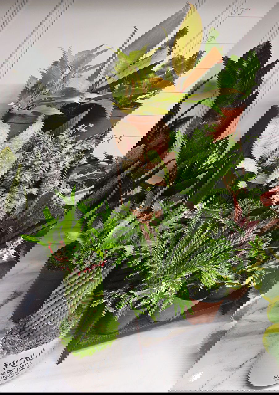 Широкий план стенда с ассортиментом взрослых комнатных растений: несколько горшков на подставке и фигурный горшок с переплетёнными стеблями на переднем плане.