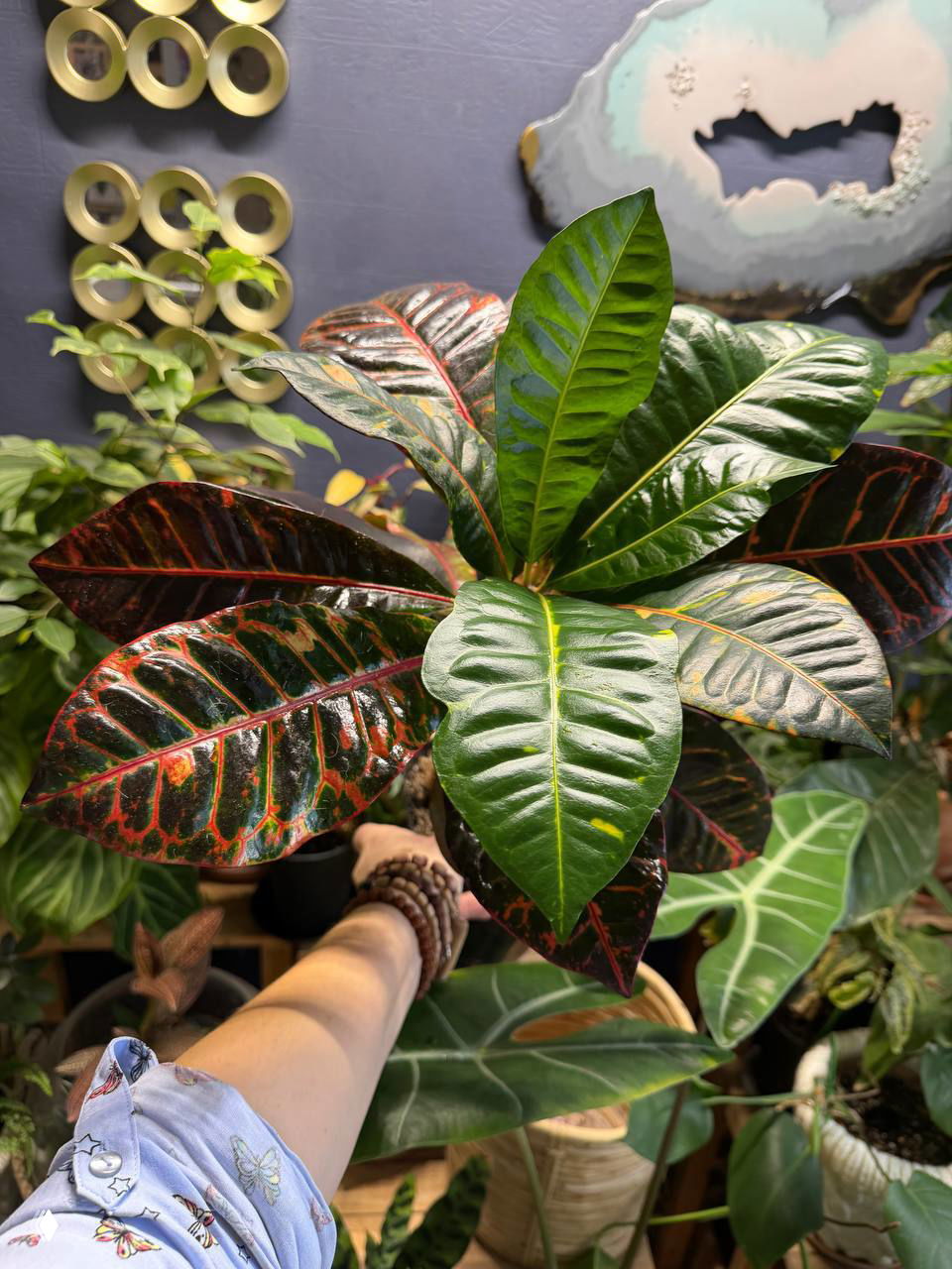 Рука держит кротон с глянцевыми пёстрыми листьями в зелёной комнатной коллекции на фоне стенда магазина или студии растений.