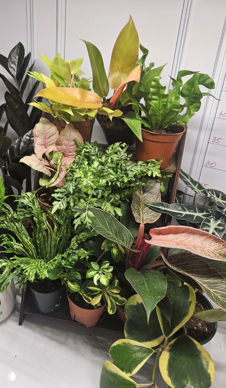 Крупный план разнообразия лиственных комнатных растений на деревянной подставке: листовые текстуры алоказий, сансевиерий, папоротников и других декоративных сортов.