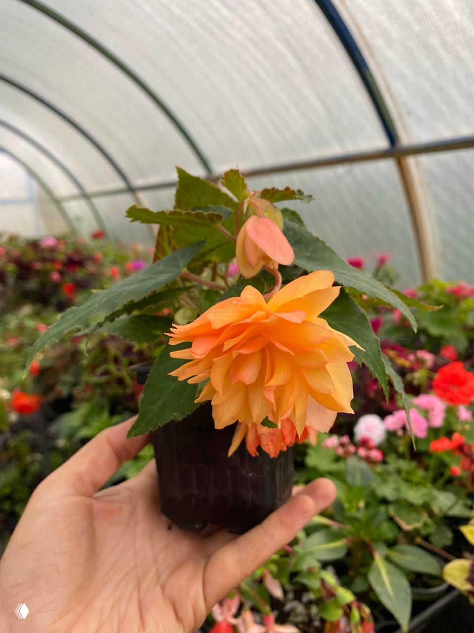 РАСТЕНИЯ на GreenMarket — участники и даты