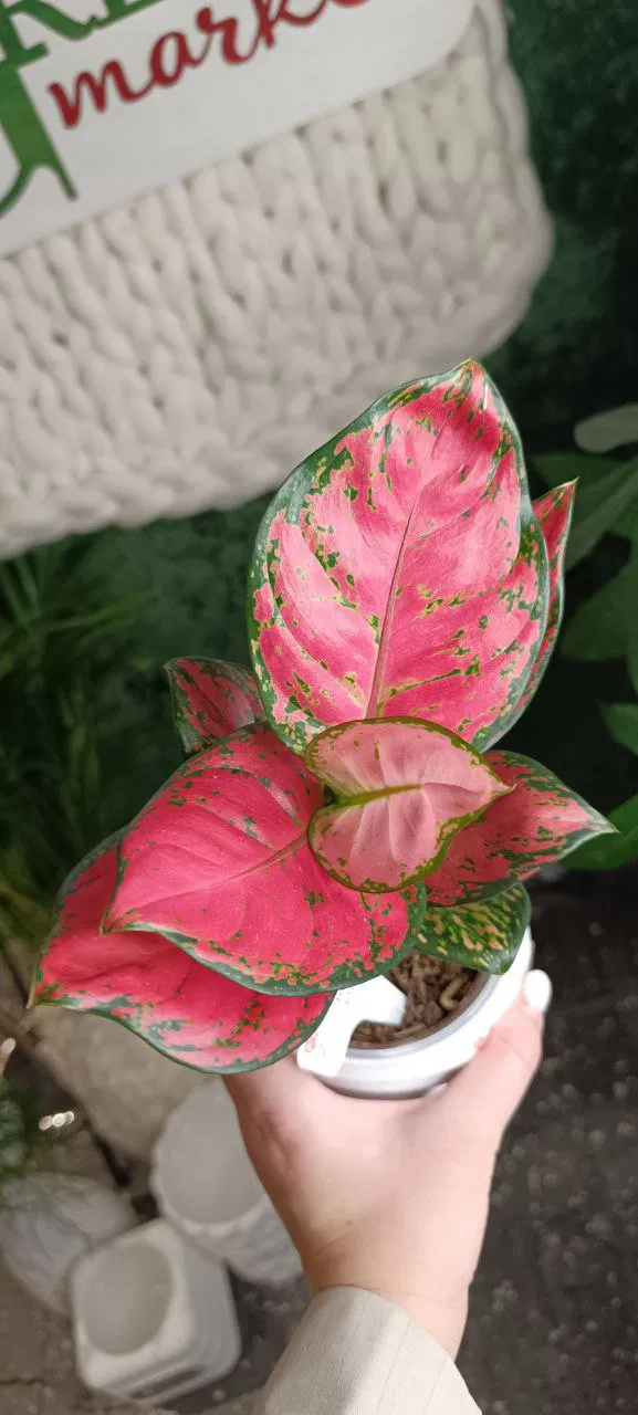 РОЗОВЫЙ — антоцианы в листьях