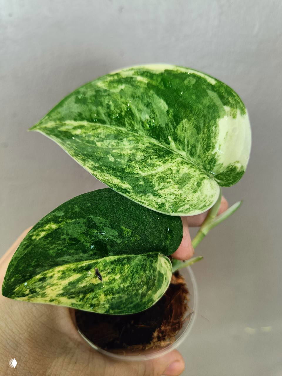 Крупный план вариегированного листа сциндапсуса/эпипремнума в руках, видно светло-зелёные и тёмно-зелёные пятна и черенок в субстрате.